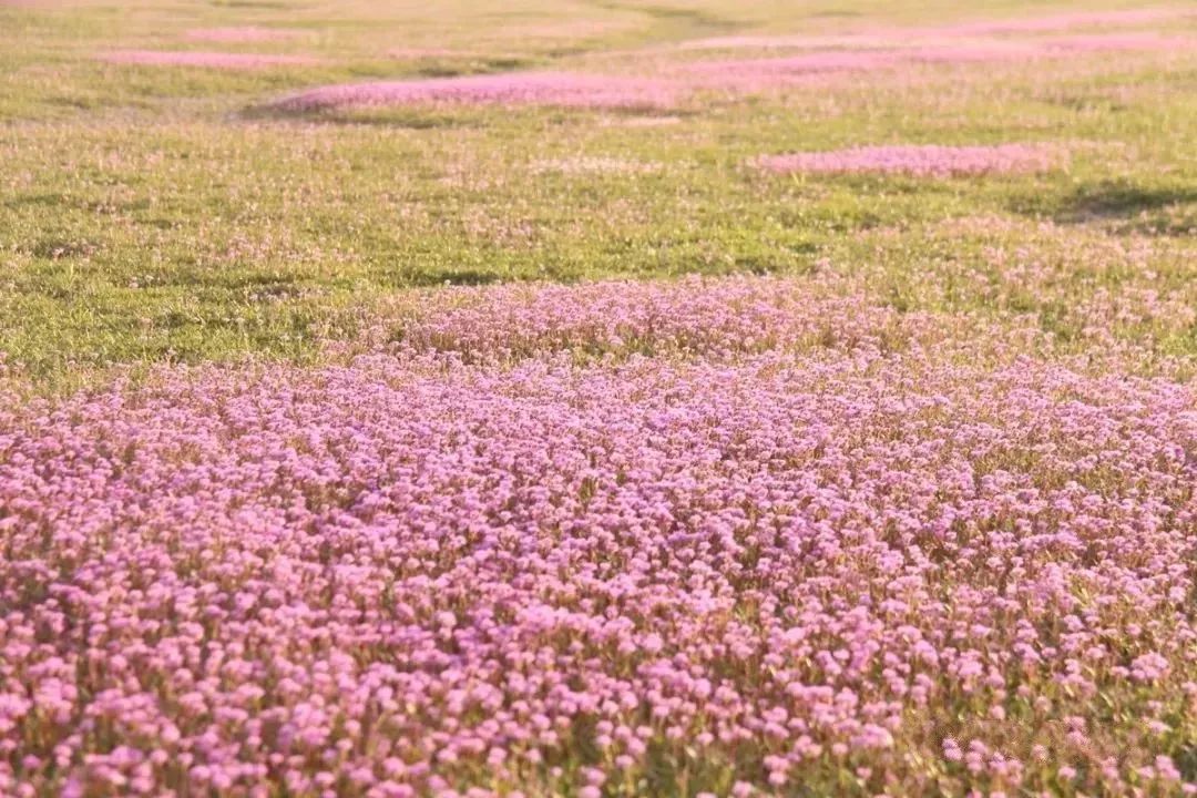 都昌:十月看花海,美翻了_鄱阳湖