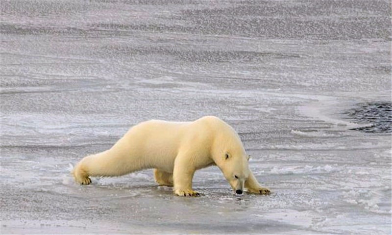 北極熊鍛煉身體，學做「伏地挺身」，做了三個就賴在地上不動了 萌寵 第2張