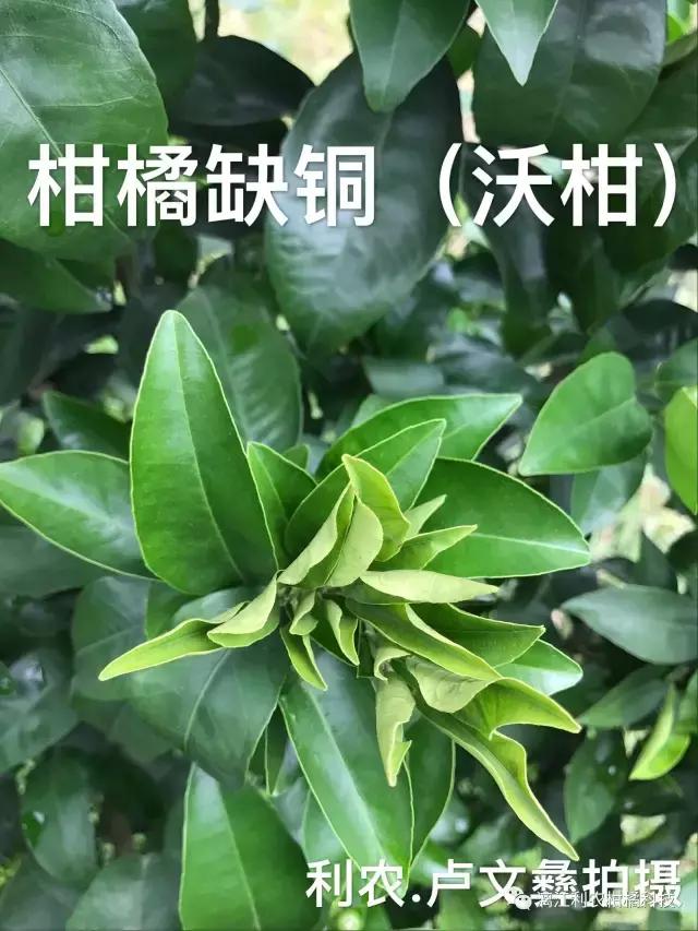 柑橘缺素黄化高清图谱专家精心拍摄