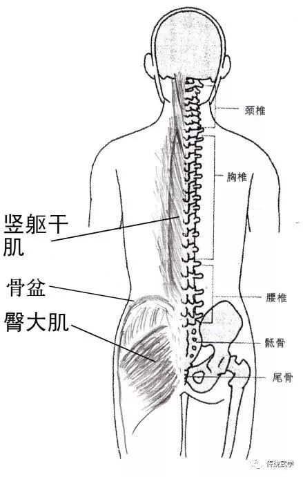 松胯的方法