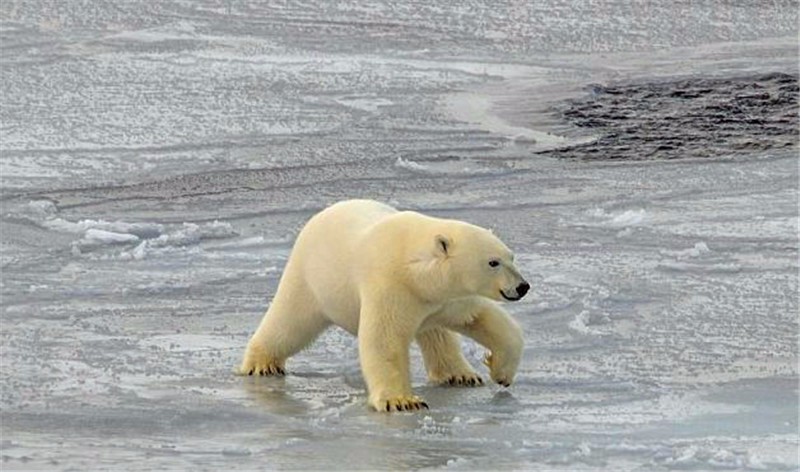 北極熊鍛煉身體，學做「伏地挺身」，做了三個就賴在地上不動了 萌寵 第5張