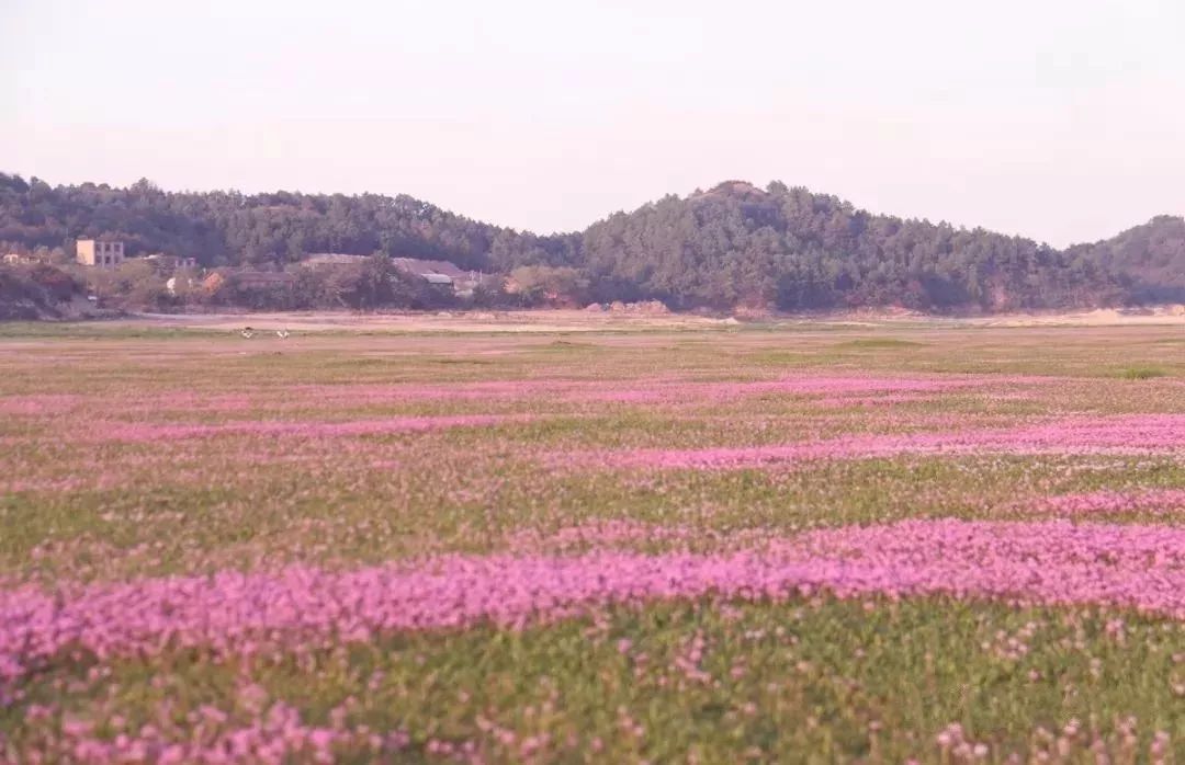 都昌:十月看花海,美翻了