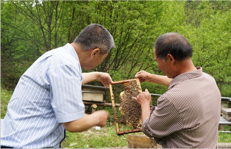 手记 刘翼飞:岩丰村的"蜜蜂书记"