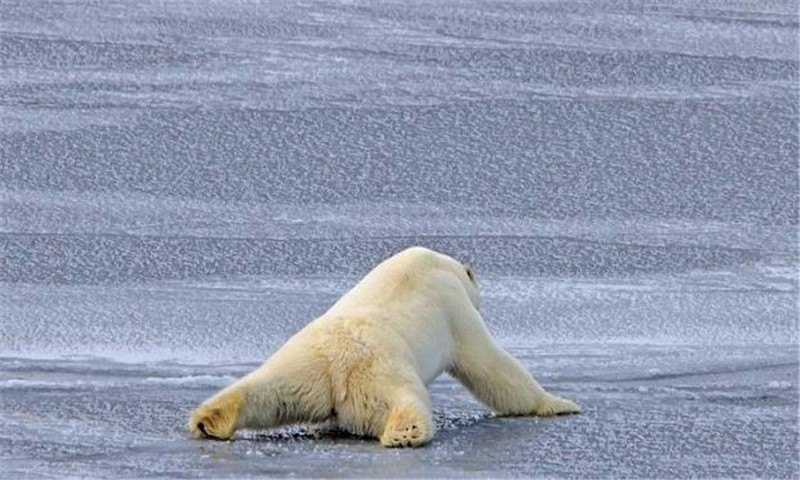 北極熊鍛煉身體，學做「伏地挺身」，做了三個就賴在地上不動了 萌寵 第4張