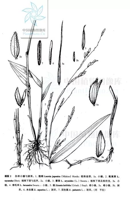 茭白(菰) zizania latifolia