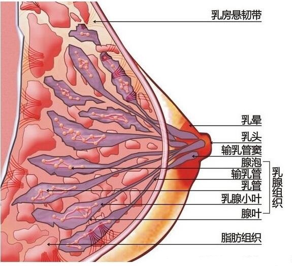 乳腺增生