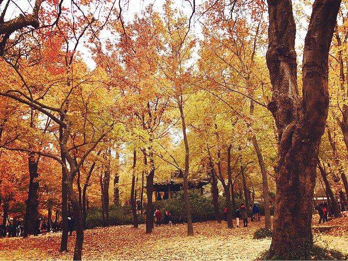 400年前，一人在蘇州種下380棵樹，今斑斕成仙境，成全國最美秋景 旅行 第8張
