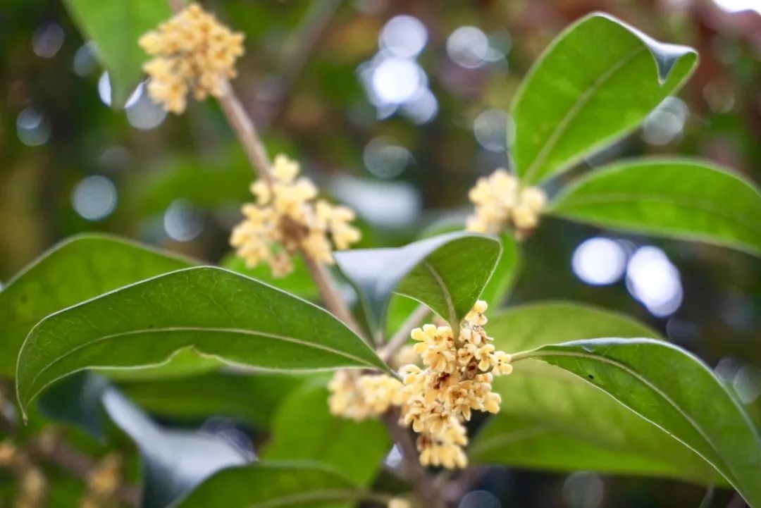 近赏珞珈秋光好,桂花吹断月中香