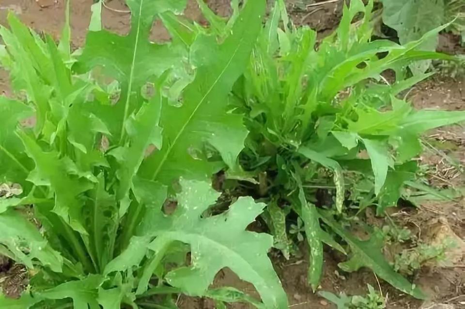 马兰为菊科植物马兰,的嫩芽,味道清淡可口,可做野菜食用.