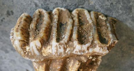 利川发现剑齿象化石,距今10万年,惊动了专家!