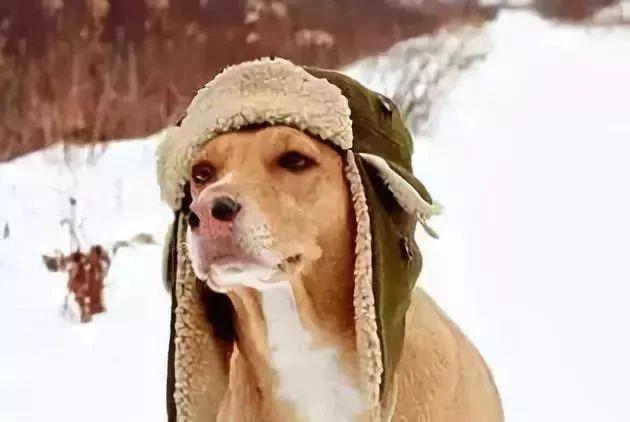 天冷了 请为你的爱犬防寒预暖 狗狗