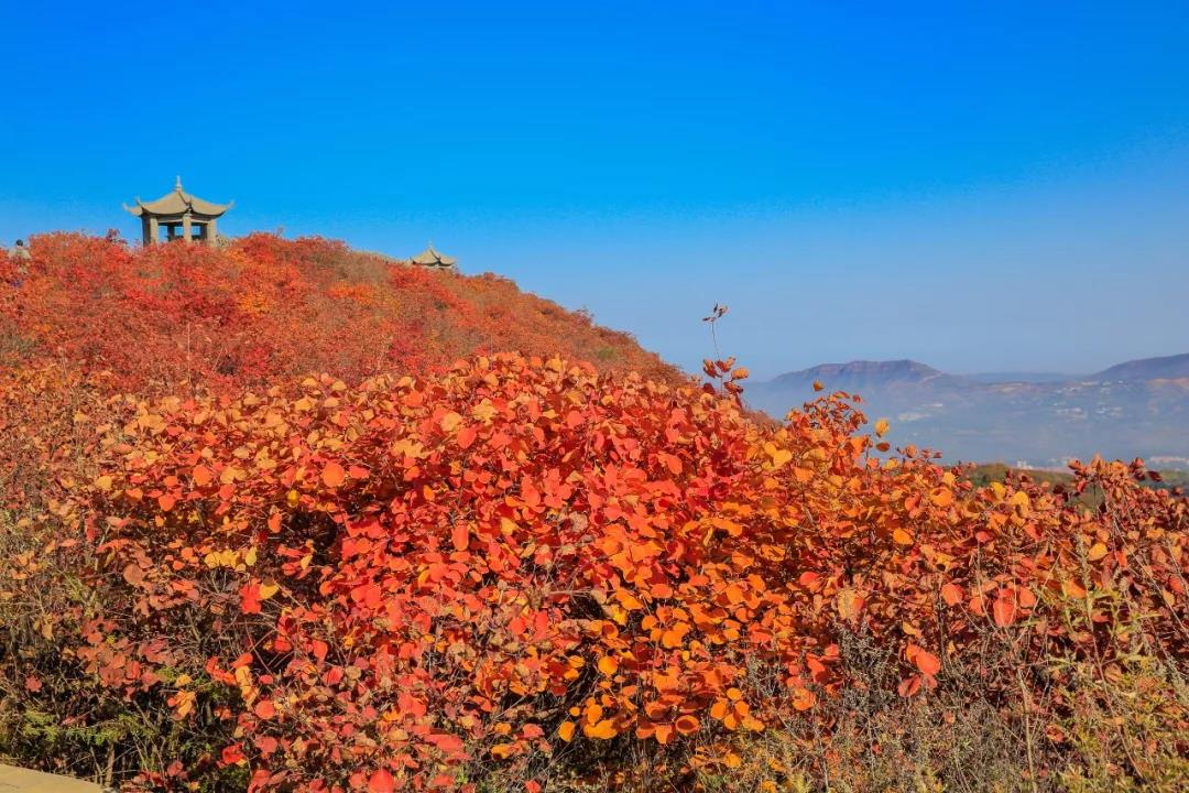 这个重阳节,带父母空中赏红叶