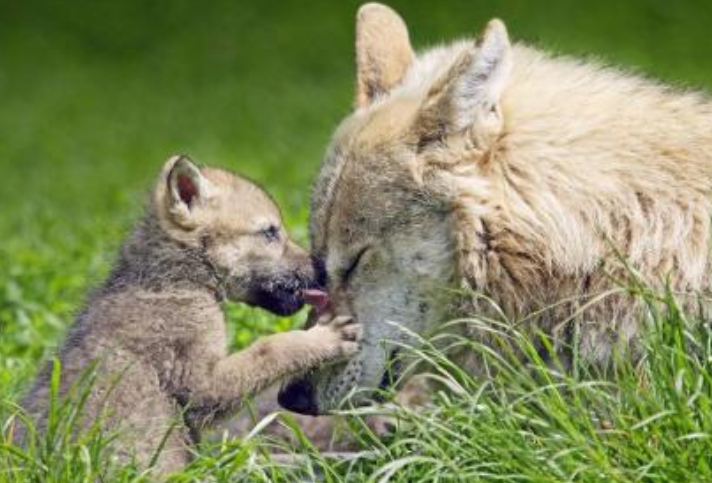 其实并不是所有野狼都吃人的,而不吃人类小孩的大多数都是母狼,野狼