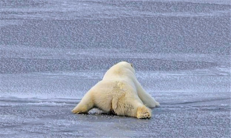 北極熊鍛煉身體，學做「伏地挺身」，做了三個就賴在地上不動了 萌寵 第3張