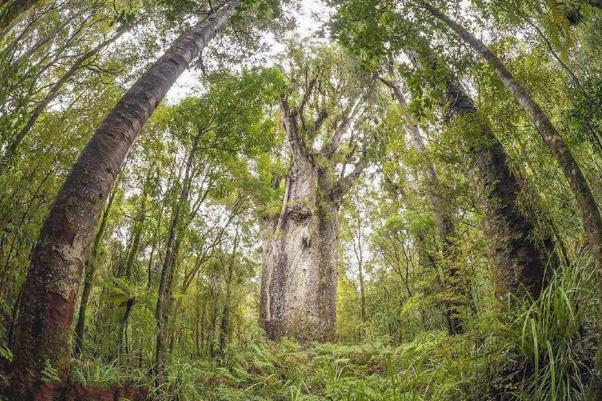 世界上最长寿的树,一个最高活了8000年,一个4万多年都