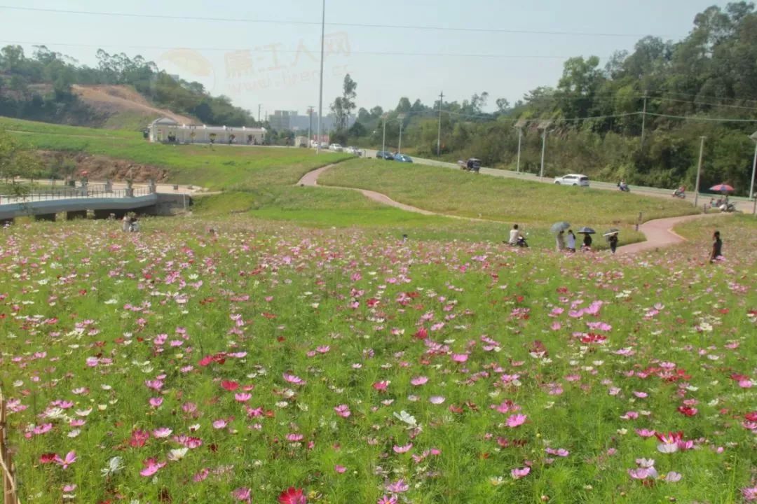 谁认识廉江这群人他们已被拍下看看干了什么事