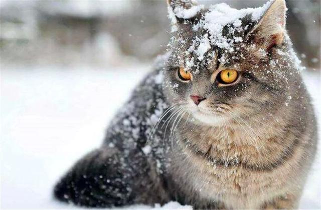 貓奴為主子過冬做準備，四種常備物資不要忘，遠離冬季貓咪病症！ 萌寵 第2張
