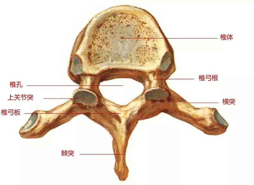 四个关节突和一个棘突组成的骨结构,分颈椎骨,胸椎骨,腰椎骨,骶椎骨