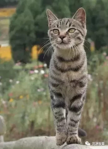 沉迷吸貓：最強大的肌肉貓，堪比巨石強森！貓：我一個可以打十個！ 萌寵 第2張