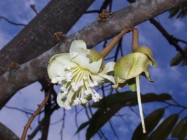 榴莲花