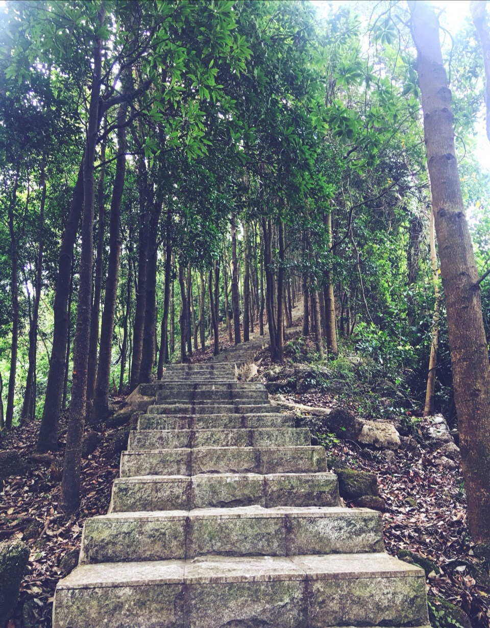 1/ 13 羊台山顶标志性风景 这是登山见过最美的花朵了 约好友野炊