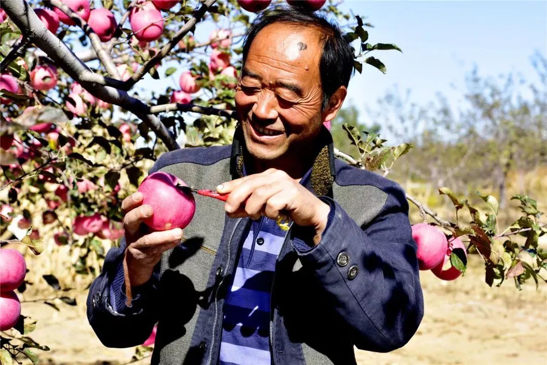 光泽鲜亮累累果硕果农们欢笑着,小心翼翼地把苹果从树上摘下来,放到