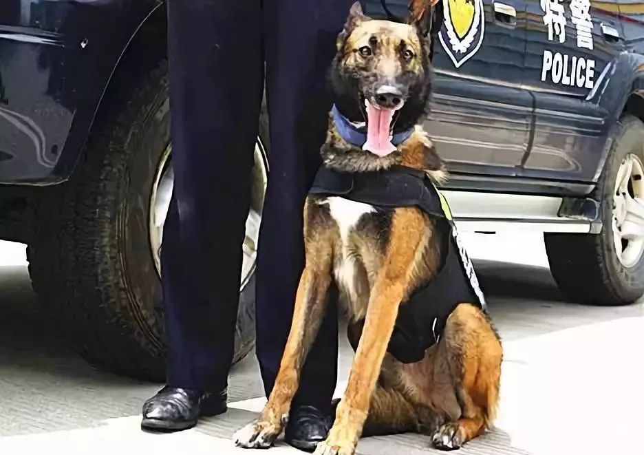 不穿警服的缉毒警察—缉毒犬