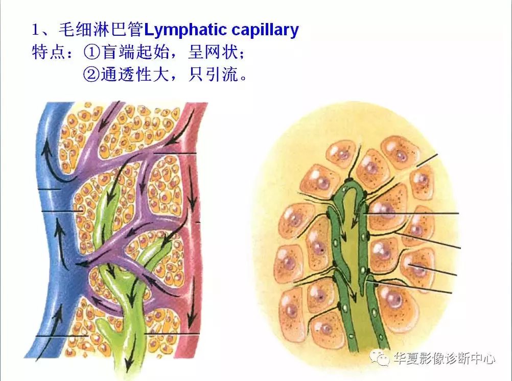 全身淋巴系统的精细解剖