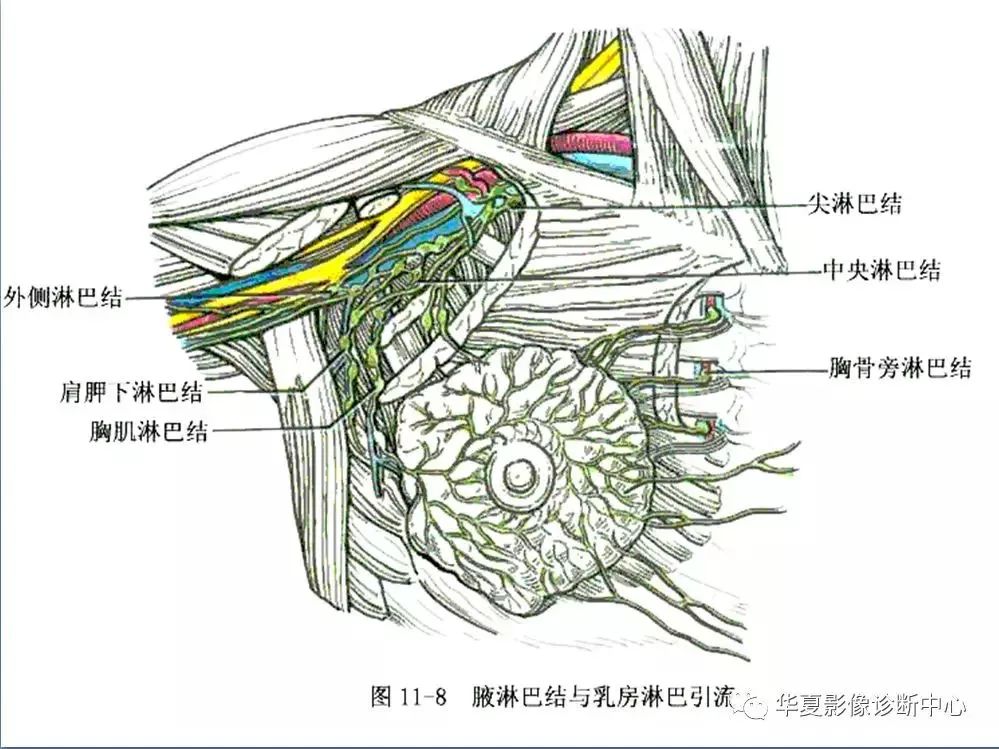 全身淋巴系统的精细解剖