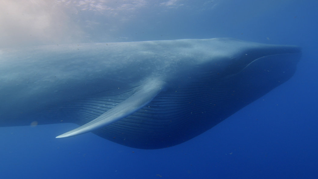 同样都是鲸鱼,为什么抹香鲸能潜入2000米的深海,蓝鲸却不行?