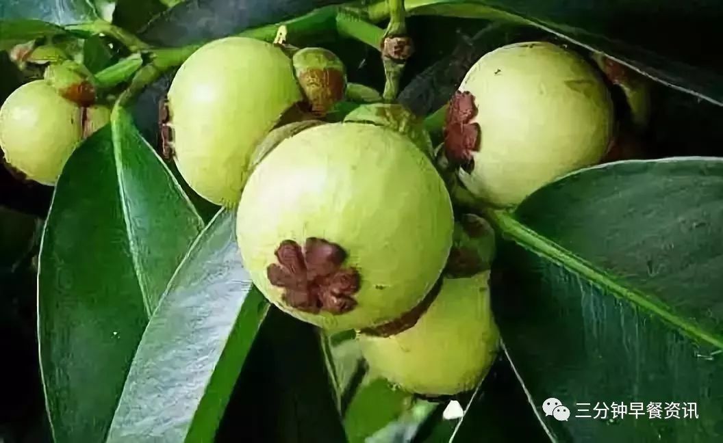 杨桃花山竹花枣花柚子花树