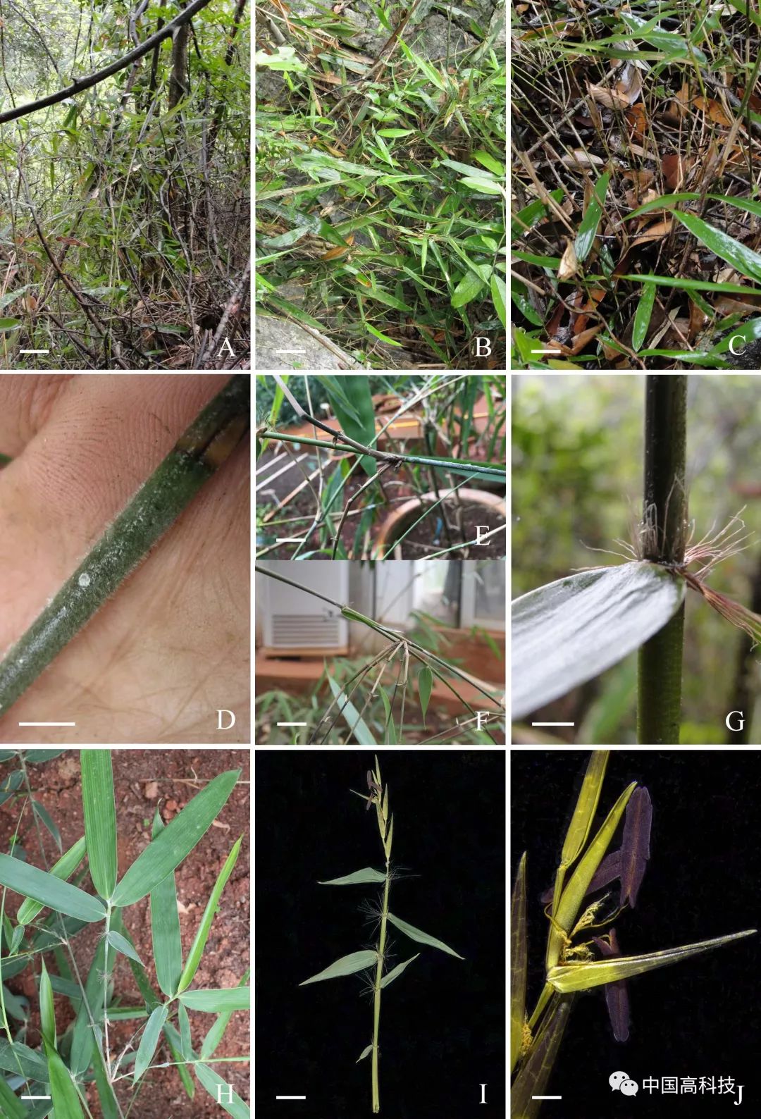 相关研究成果以a new genus of temperate woody bamboos (poaceae