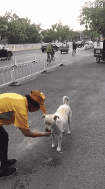 快递员在上班时遇到一只流浪狗，送到医院，留下500元离去