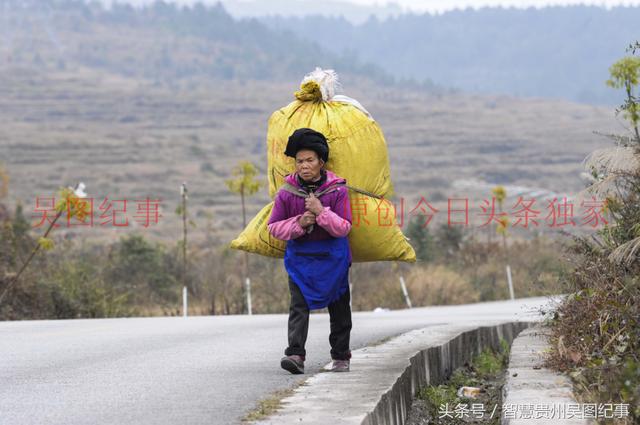 贵阳郊区一位老太太背药材去乡场上出售的背影