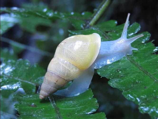 绝无仅有的发光蓝色蜗牛,但却是一个不幸的可怜生物!