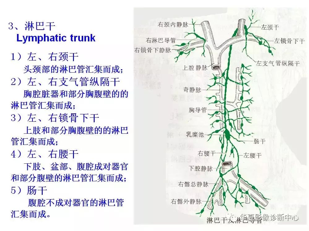 全身淋巴系统的精细解剖