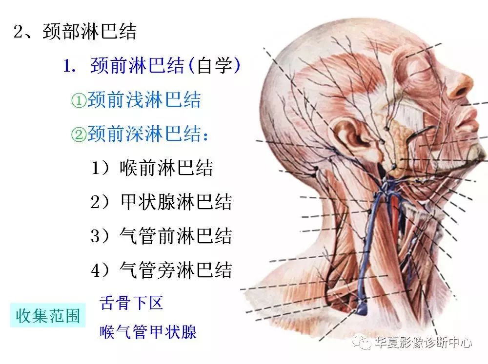 全身淋巴系统的精细解剖