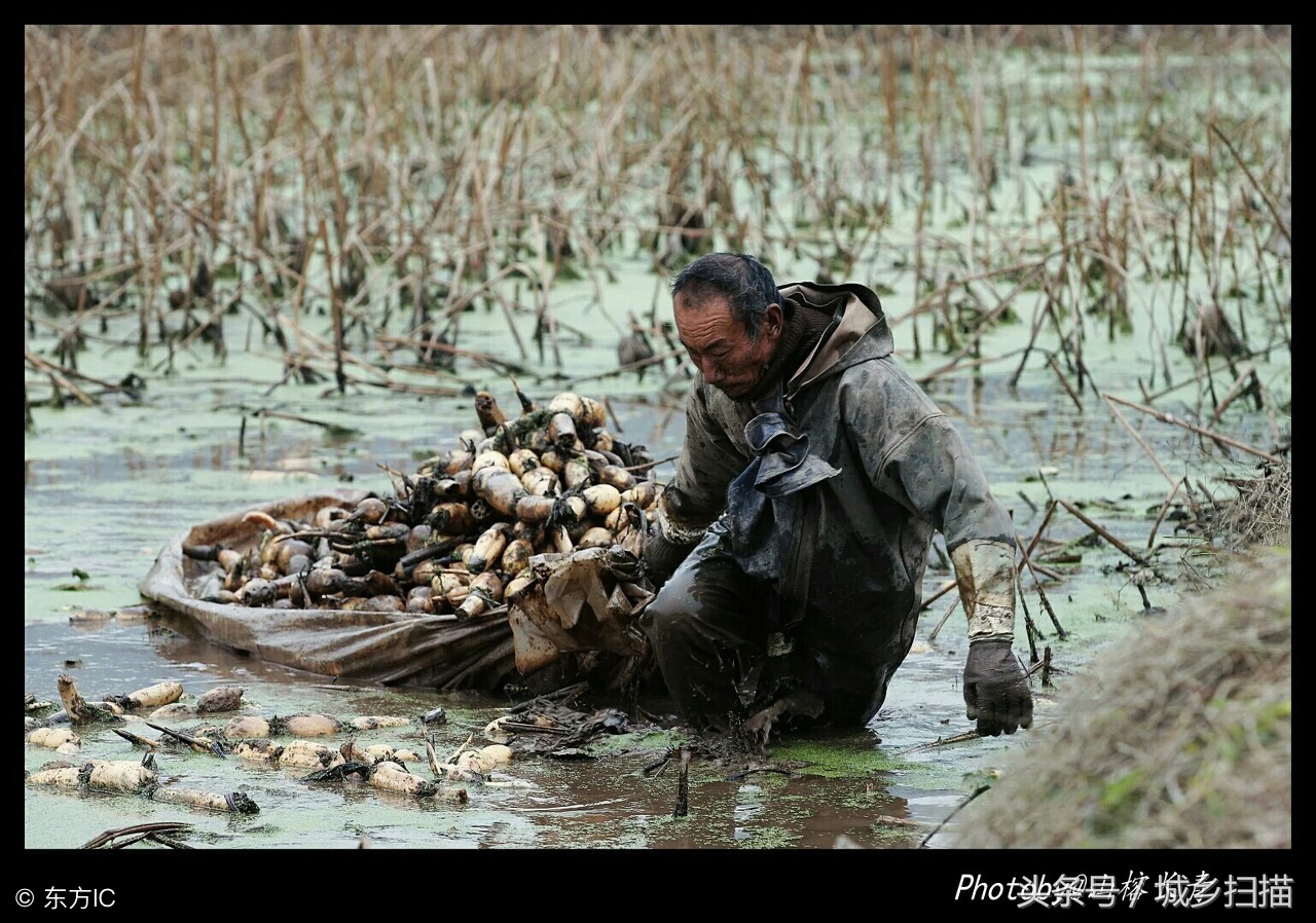 九九重阳节,看农村老人辛苦劳作8张图,总有一张会触动你的心灵