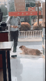快递员在上班时遇到一只流浪狗，送到医院，留下500元离去