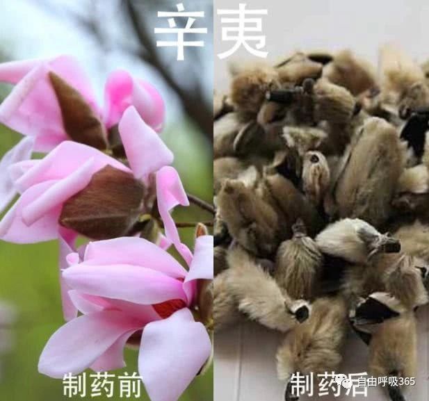 有鼻炎困扰,一种常见的花就能解决