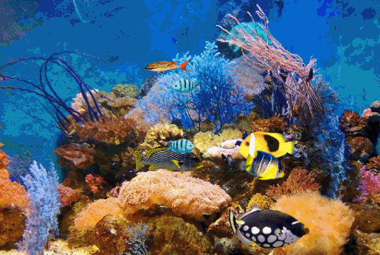 壁纸 海底 海底世界 海洋馆 水族馆 537_361 gif 动态图 动图
