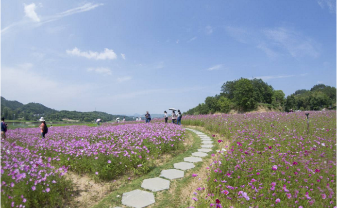 武汉周边赏花一日游-英山四季花海一日游