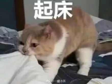 【轻松一刻】太喜欢沙雕猫狗表情包了,疯狂收图!