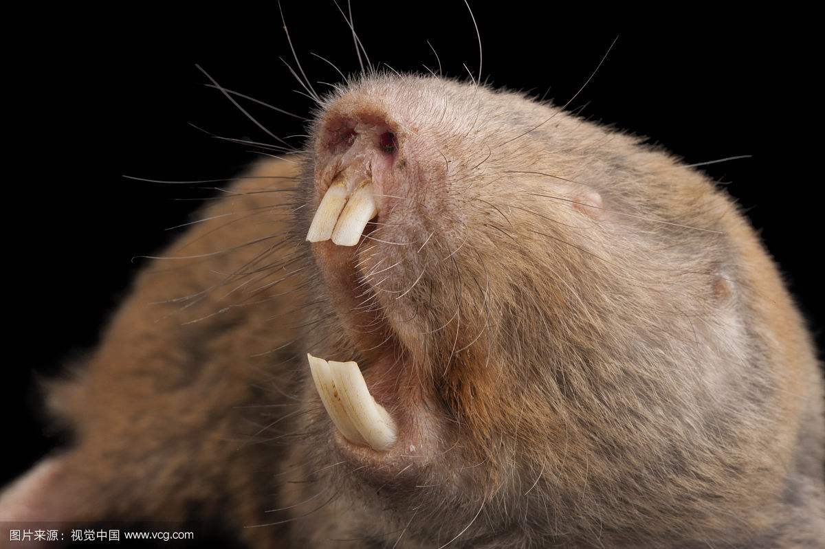 超过 4 张关于“老鼠牙齿”和“鼠”的免费图片 - Pixabay