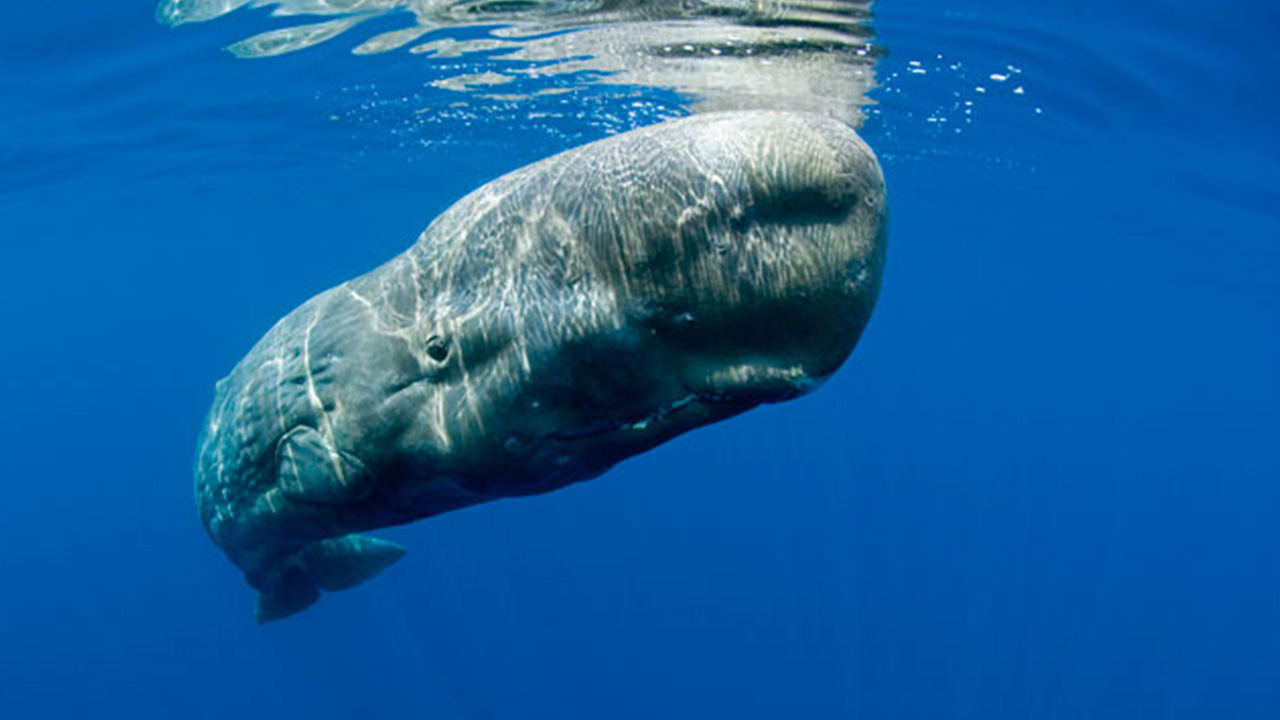 同样都是鲸鱼,为什么抹香鲸能潜入2000米的深海,蓝鲸却不行?
