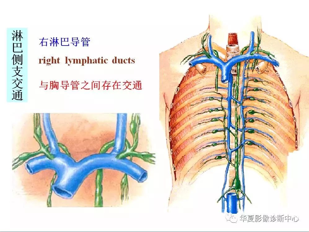 全身淋巴系统的精细解剖