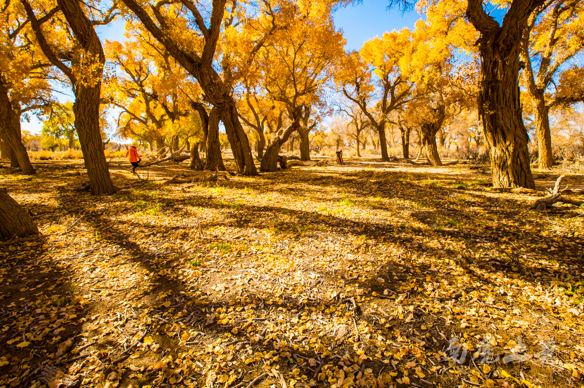 秋季唯美的胡杨树摄影jpg图片免费下载_编号1peh8gj3z_图精灵