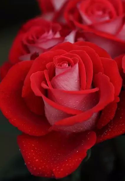早上好,九九重阳节,送给你一首《999朵玫瑰花》,愿您幸福长久!