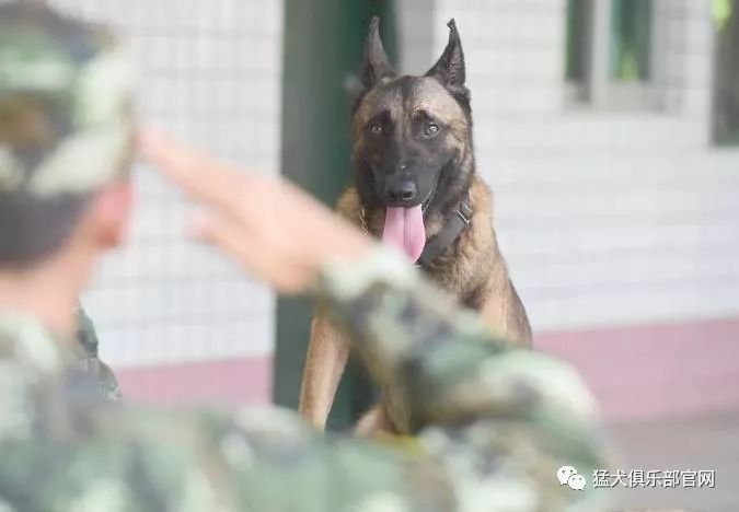 不穿警服的缉毒警察——缉毒犬