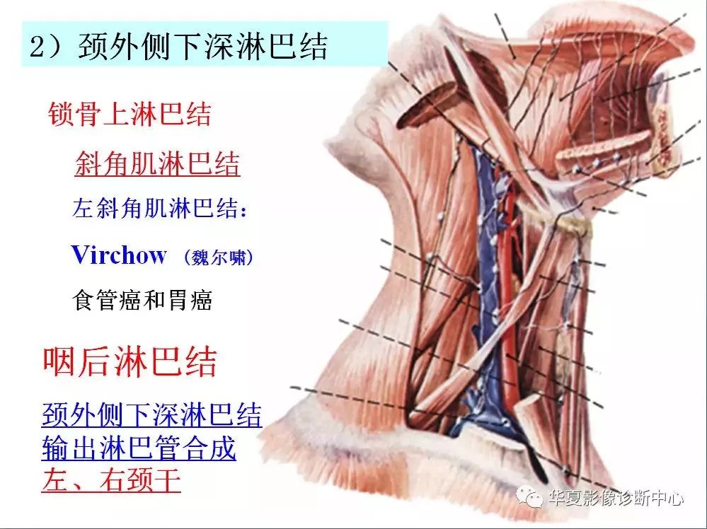 全身淋巴系统的精细解剖